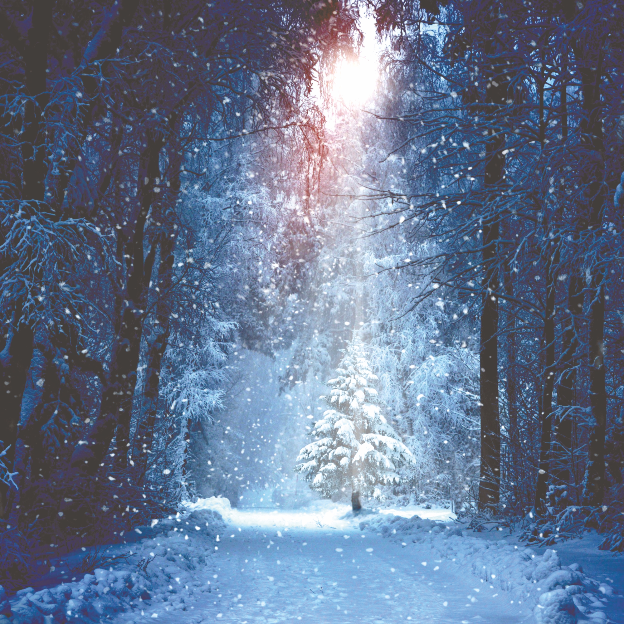 Плакат зимний лес